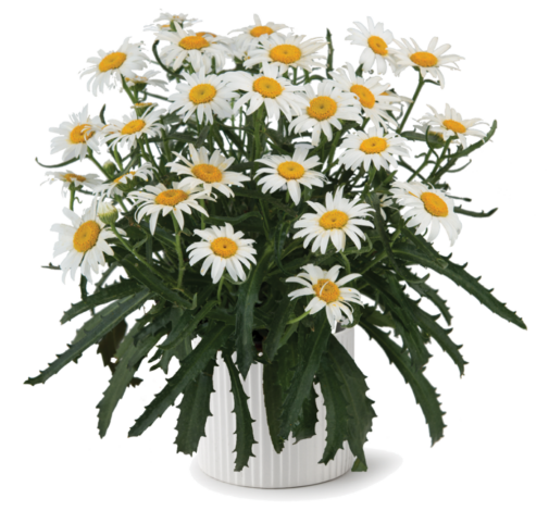 Lucille™ White