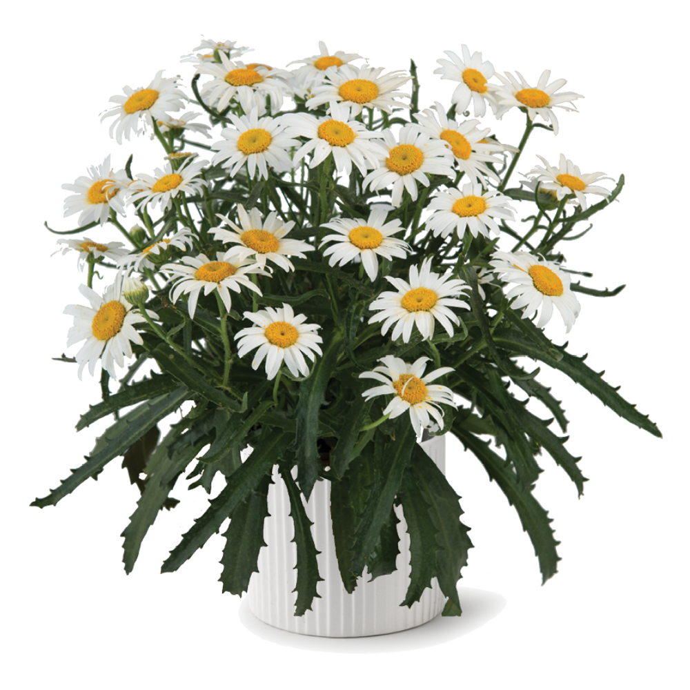 Lucille™ White