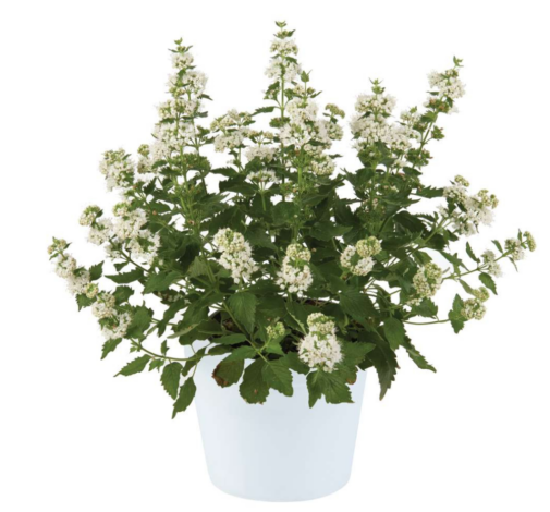 Pavilion™ White