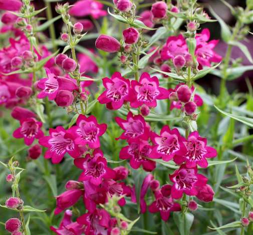 Harlequin™ Magenta