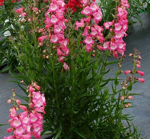 Harlequin™ Pink