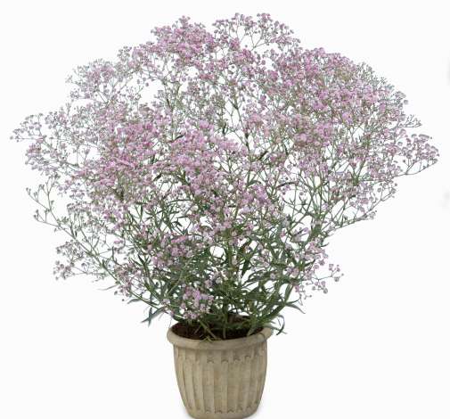 Festival® Pink Lady
