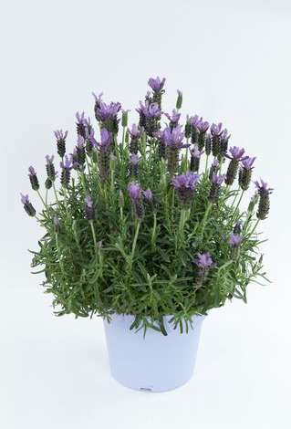 Laveanna™ Grand Purple