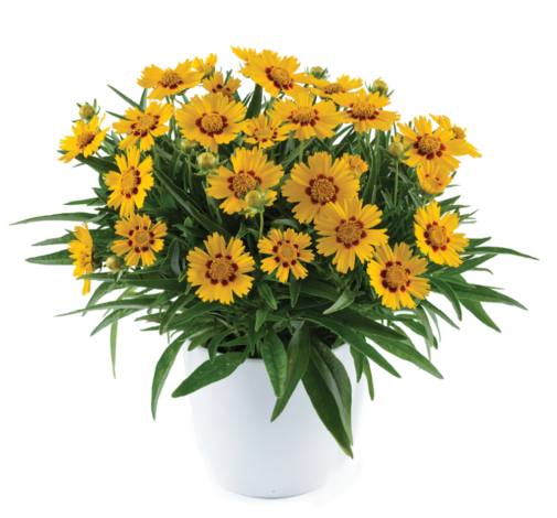 Solanna™ Bright Touch