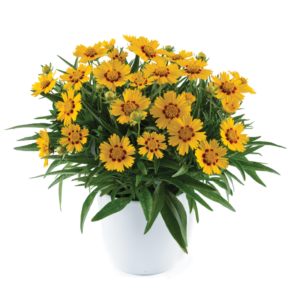 Solanna™ Bright Touch