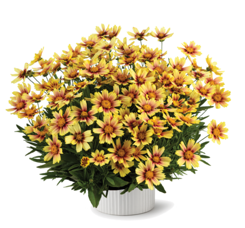 Solanna™ Sunset Burst