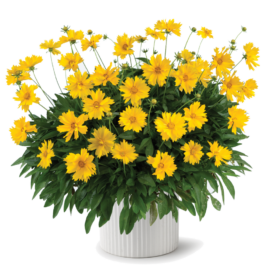 Solanna™ Sunshine