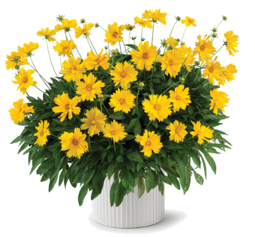 Solanna™ Sunshine
