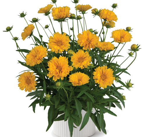 Solanna™ Golden Crown