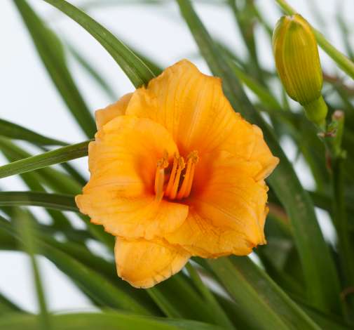 Endlesslily® Orange