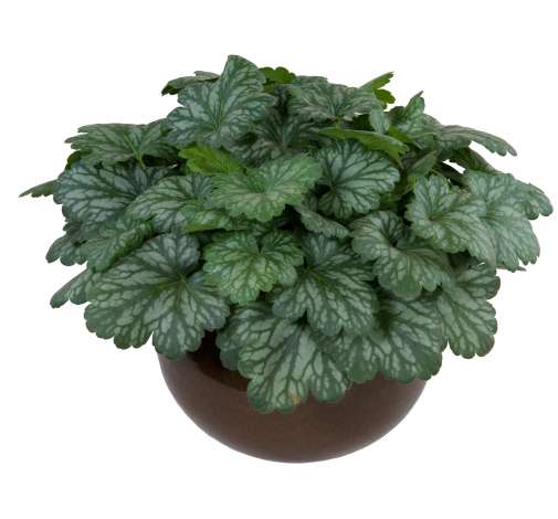 Kira™ Evergreen Forest