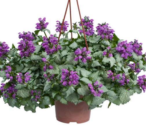 Lami™ Dark Purple