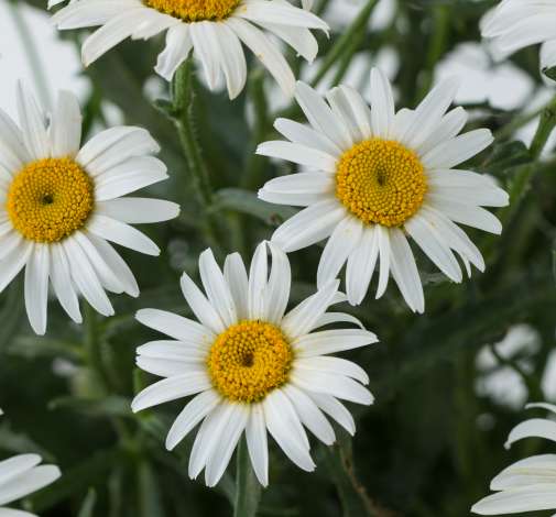 Lucille™ White