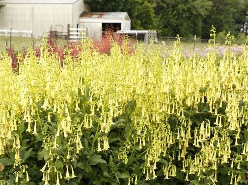Colorburst™ Yellow