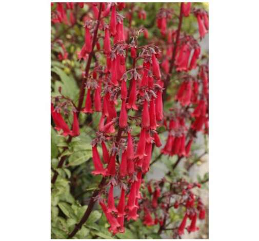 Colorburst™ Deep Red