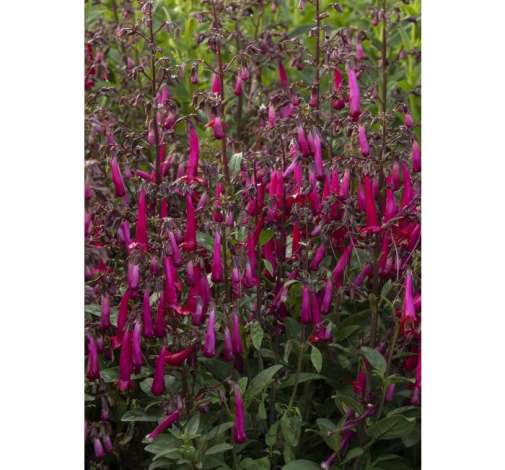 Colorburst™ Rose