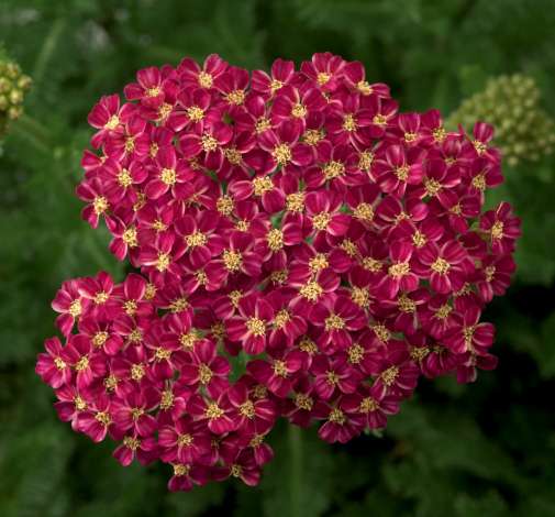 Desert Eve™ Deep Rose
