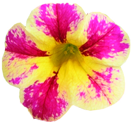 COLIBRI™ Abstract Guava