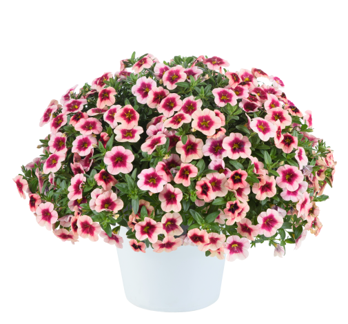 EYECONIC™ Strawberry