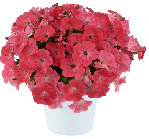 CAPELLA™ Coral