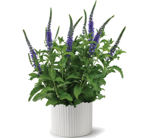 Ronica™ Blue