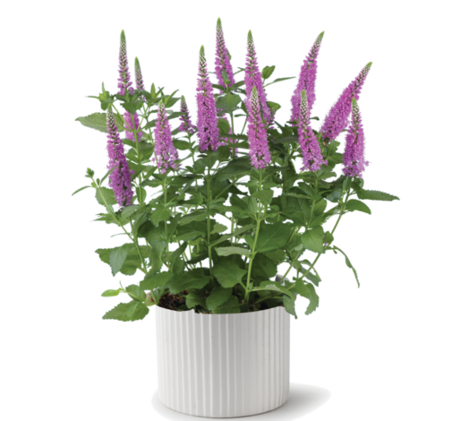 Ronica™ Fuchsia