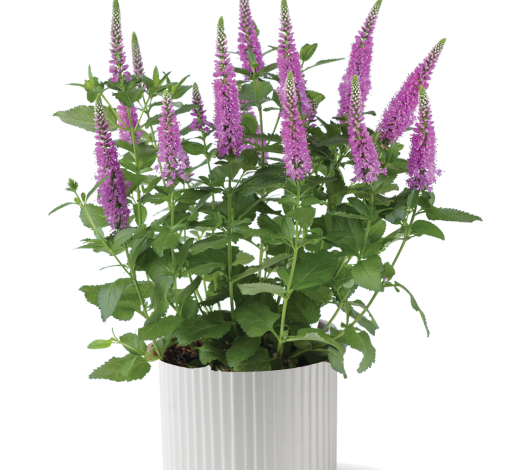 Ronica™ Fuchsia