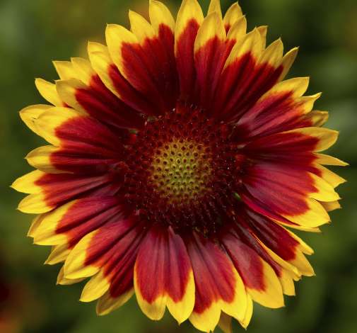 Sunrita® Red Yellow Tip Imp.