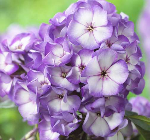 Sweet Summer® Fantasy™ Purple Bicolor
