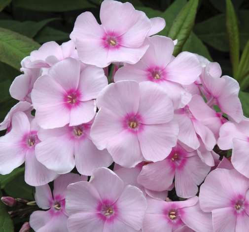 Sweet Summer® Sensation™ Soft Pink