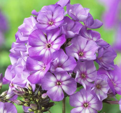Sweet Summer® Surprise™ Violet White