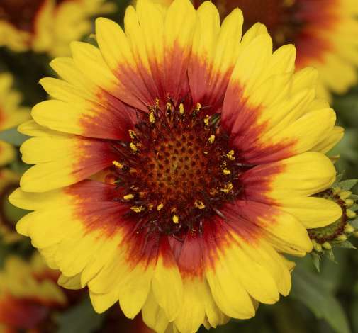 Sunrita® Yellow Red Ring