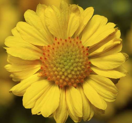 Sunrita® Golden Yellow