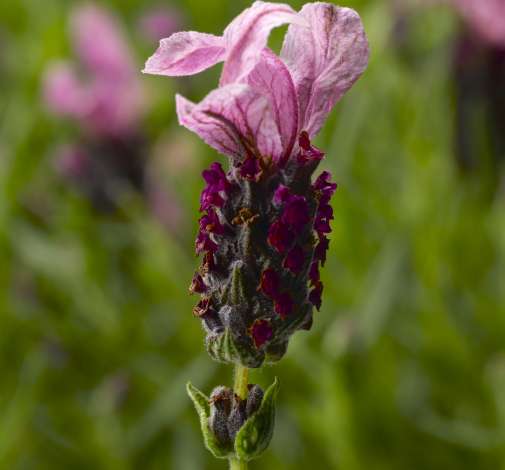 Javelin Forte Deep Rose