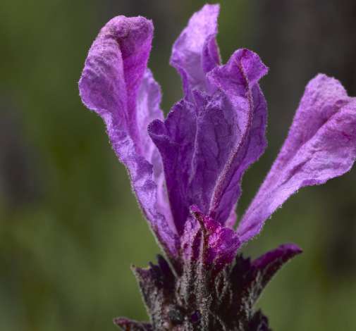 Javelin Forte Deep Purple