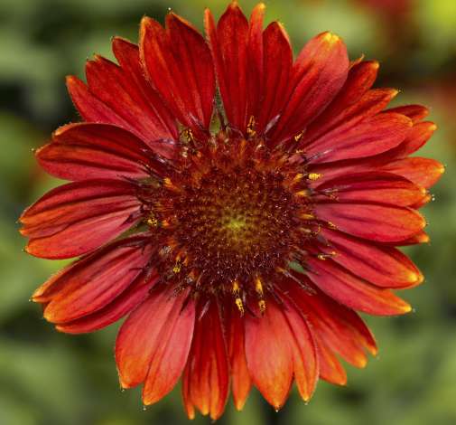 Sunrita® Burgundy Imp.