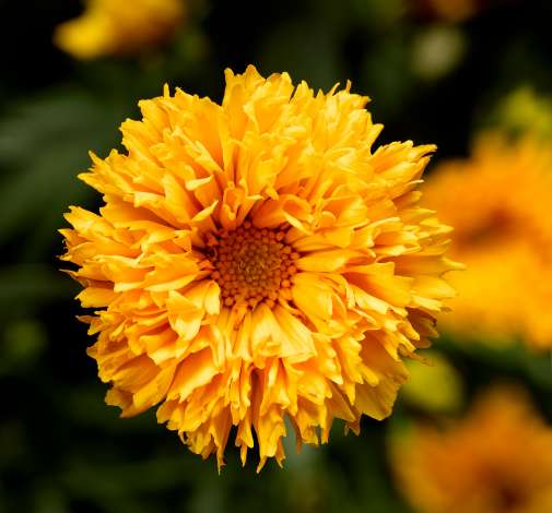 Castello™ Pom Pom Yellow