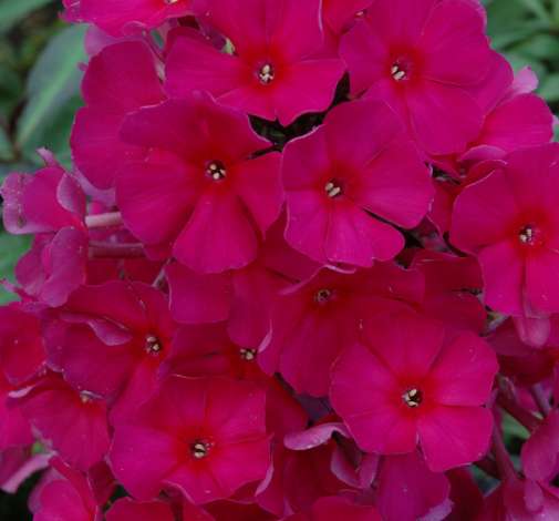 Sweet Summer® Red