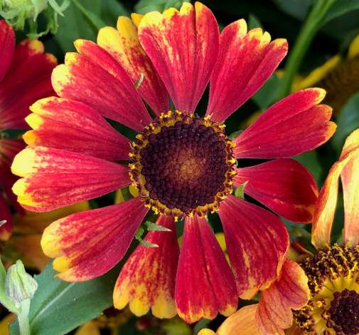 HayDay™ Red Bicolor