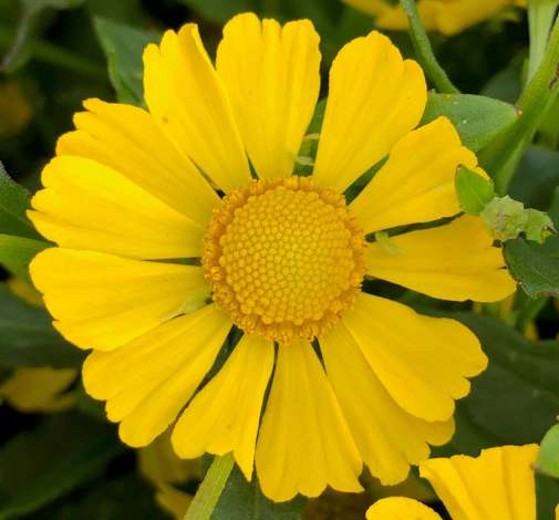 HayDay™ Yellow