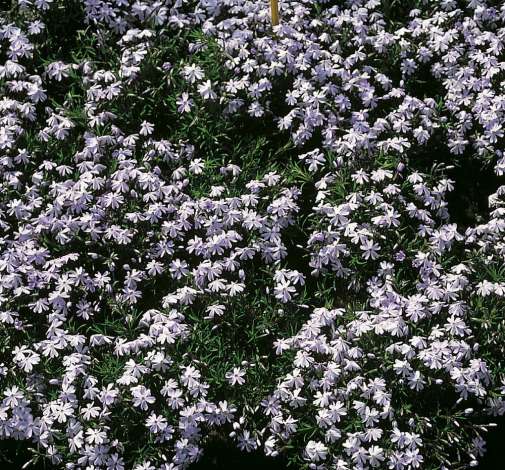 Emerald Cushion Blue