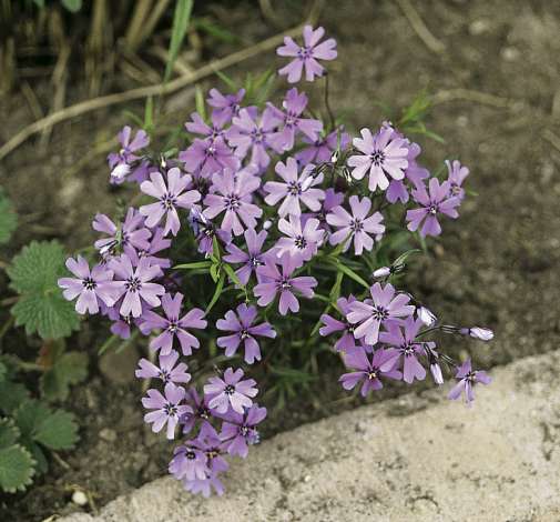 Purple Beauty