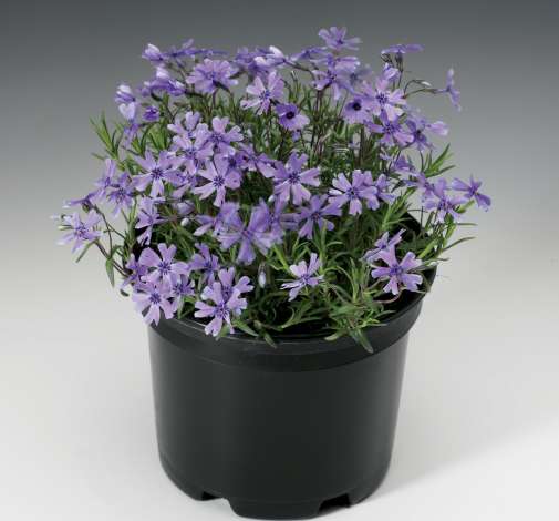 Purple Beauty