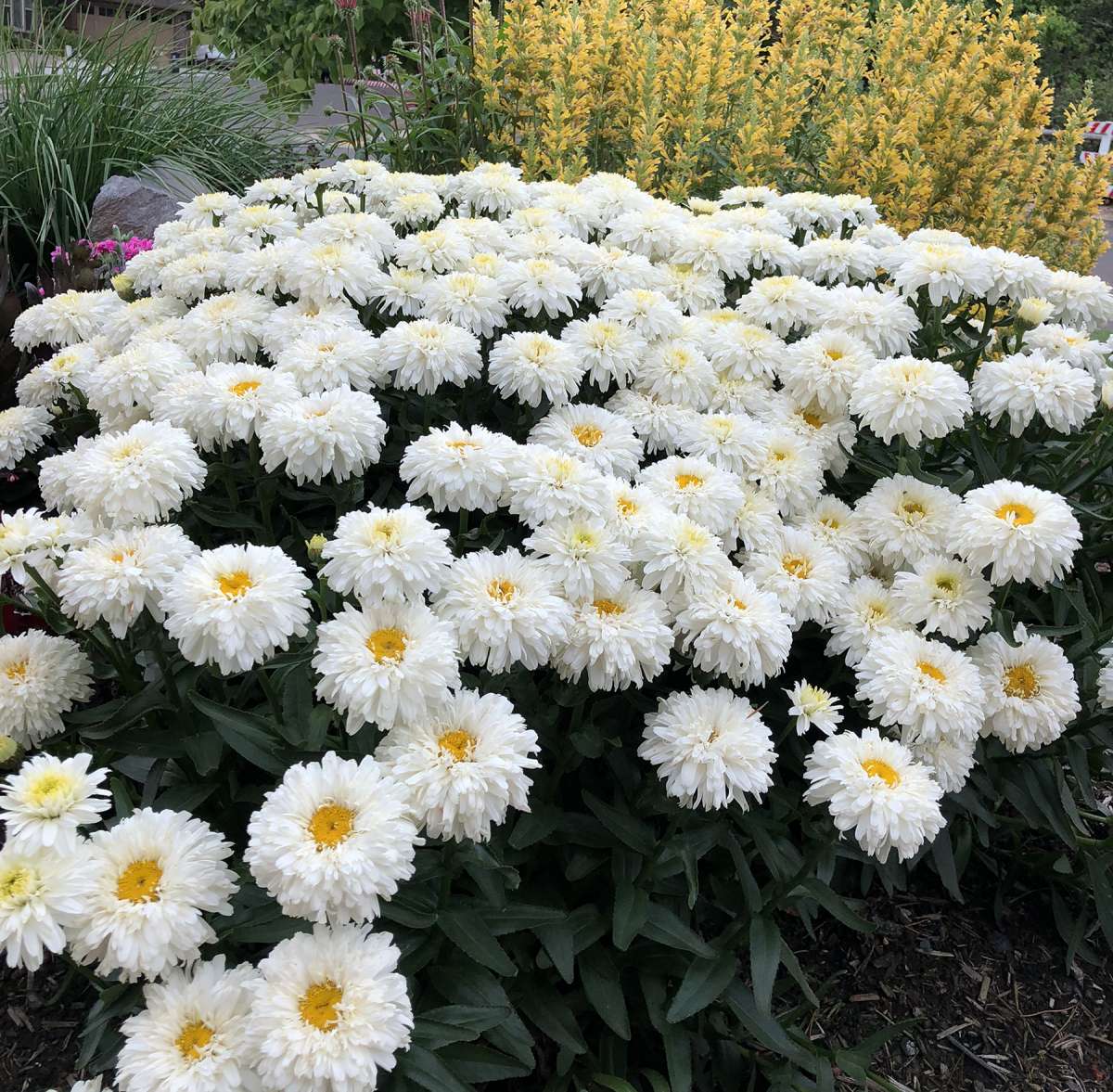 Zoom