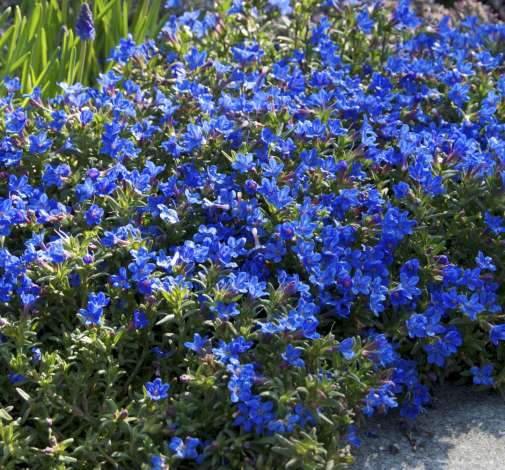 Heavenly Blue