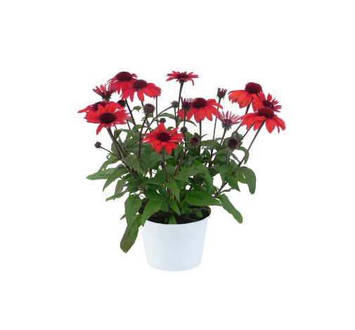 PANAMA™ Red
