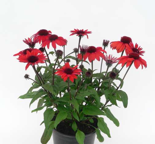 PANAMA™ Red