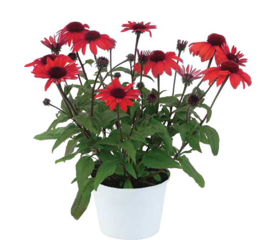 PANAMA™ Red