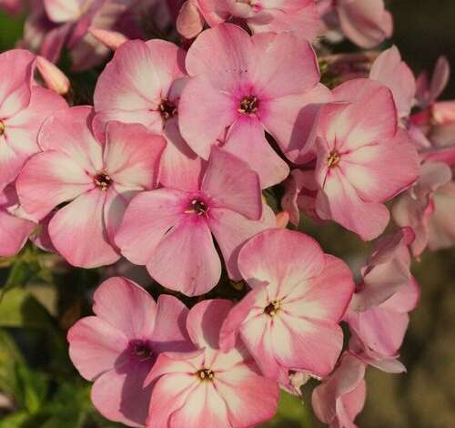 FAMOUS™ PINK