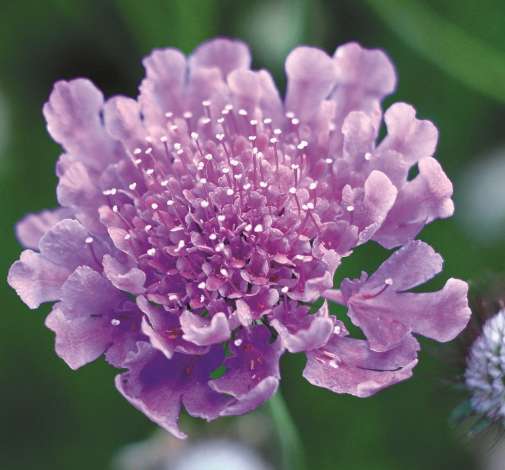 VIVID VIOLET